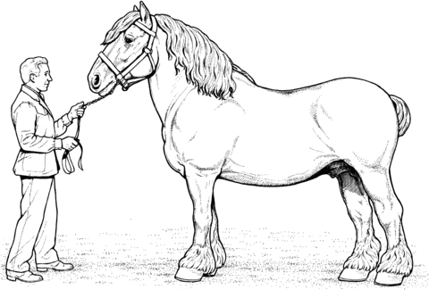 Clydesdale Horse Coloring Page